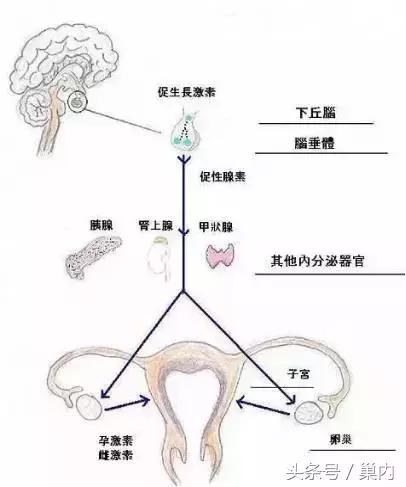 我们有两个卵巢,为啥还是只有一侧排卵?|卵巢|排卵|一侧_新浪新闻