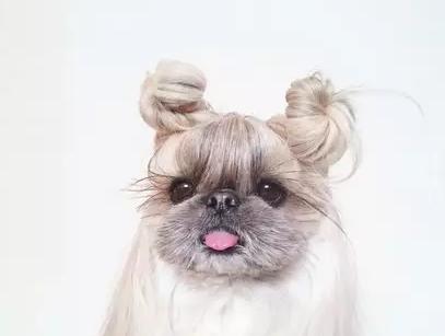 西施犬:一个集美貌和个性于一生的萌狗子