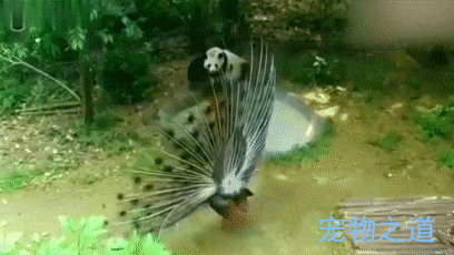 孔雀在熊猫面前开屏炫耀, 熊猫暴脾气发作, 狂追孔雀要揍它