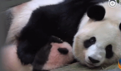 熊猫香香成为日本香饽饽,2月起要加班接客了,真的太萌了