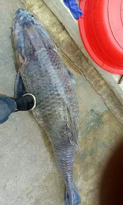 钓友|青鱼|水库_新浪新闻