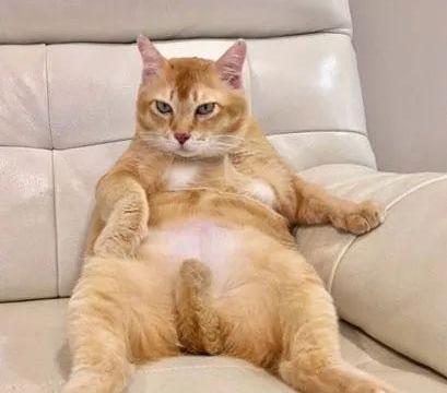 这只大橘猫一有空就摆出霸道总裁的坐姿,想撩谁呢!
