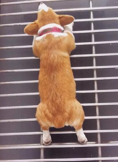 咱虽然腿短,但是屁股大呀