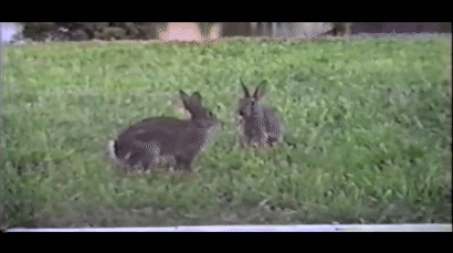 主人本来想看一场兔子打架的强视觉画面,结果被这两个蠢萌的家伙萌哭