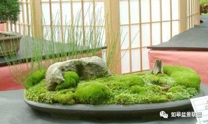 苔藓盆景 卑微而坚强, 单纯而执着