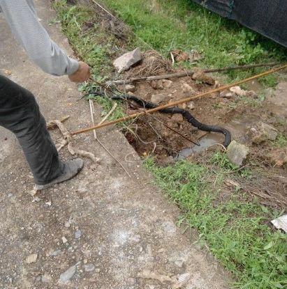 男子自家院子里意外发现蛇洞,掏空蛇洞后出现的这幕终身难忘