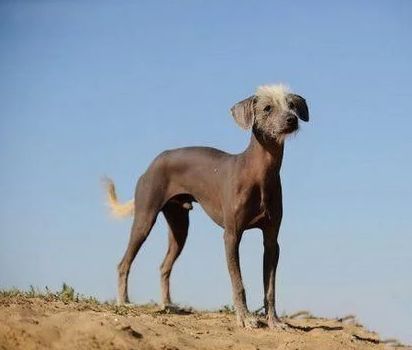 8,秘鲁印加兰花犬:最高20700元,大小从一个微小的9磅到大的55磅不等