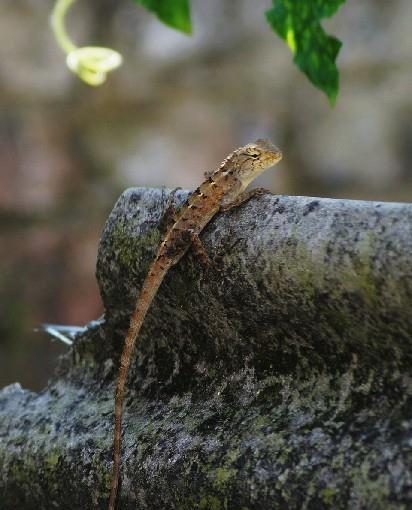 雷州农村仔小时候抓过的柴共狗