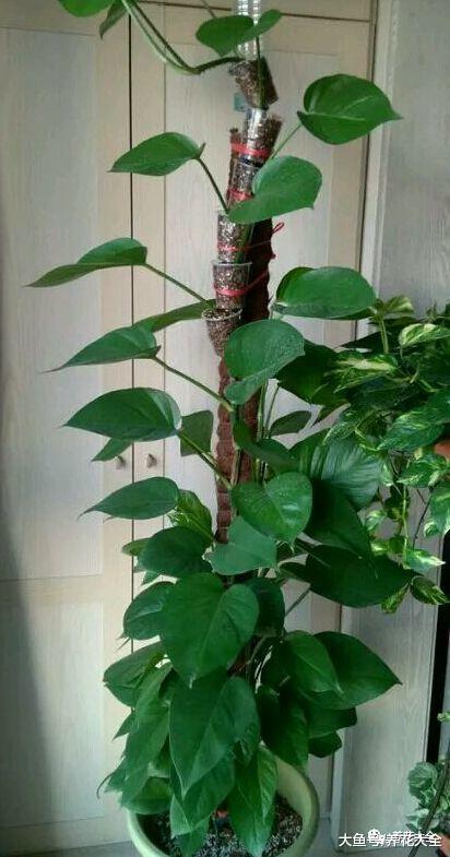 往绿萝盆里插上3根棍, 10天养成绿瀑布, 再也不羡慕绿萝柱!