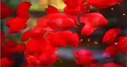 防止鹦鹉鱼打架的办法,需要做好这五点