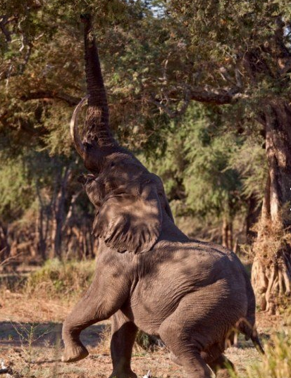 非洲40岁大象的特殊本领:学会用后腿双腿直立取食