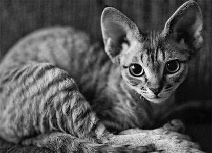 高智商又粘人，世界上最聪明的猫排行!