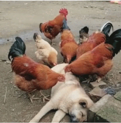公鸡集体围着狗狗啄 狗子仿佛被掏空了
