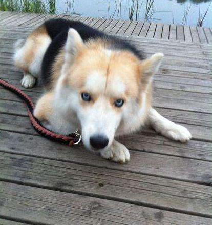 哈士奇的混血都是那么帅,为什么和它的混血却让狗怀疑狗生