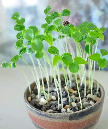 木瓜吃完把种子扔土里,很快长出小木瓜,来年还有木瓜吃!