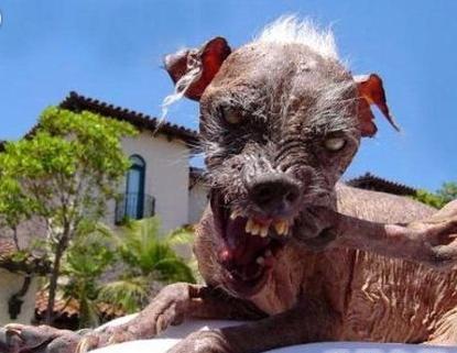 你知道世界上最丑的狗什么样子吗?王思聪竟然养过?