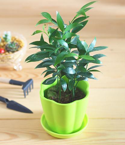 寓意美好的绿植长寿竹,除了净化空气,还很好看