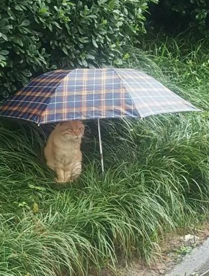 流浪猫在淋雨,人类看到后给了一把雨伞,结果猫咪表情亮了