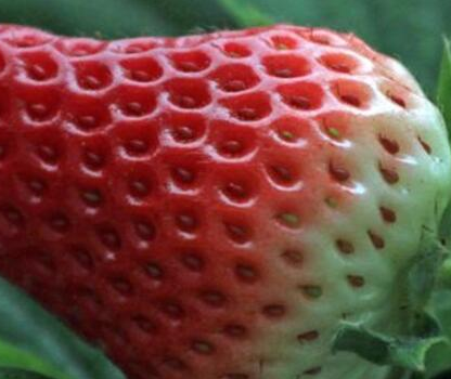 我们在挑选草莓的时候,应选择那种果体全红的,色泽鲜亮的;不要选择半