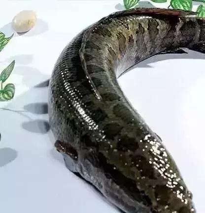 美食|4款美味又营养的黑鱼做法,非常简单易学__财经头条