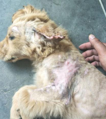 金毛被滚烫的开水大面积烫伤惨遭小情侣丢弃,被救助后更心酸!