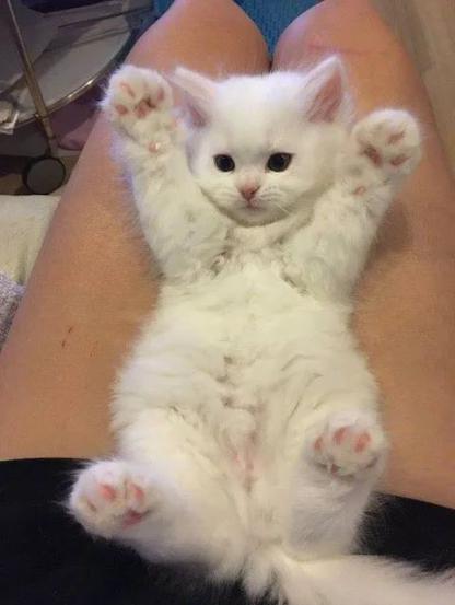 猫咪被主人抱在腿上调戏,直接举手投降:我只想安静的睡一会