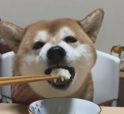 主人用筷子夹饭喂狗,此狗只吃青菜白饭,拒绝吃肉食