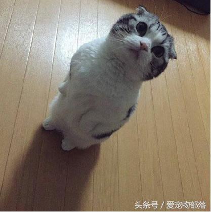 看到主人过来炸毛的小短腿猫 下一秒又倒地卖萌 来自小短腿的萌点