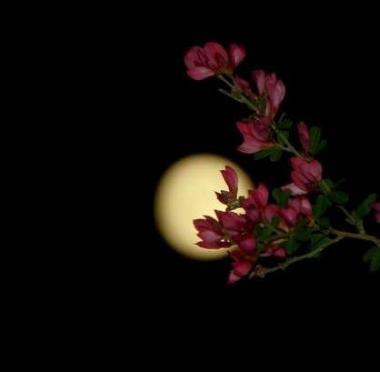 独酌寒月下,对影暗成殇|月下|花开|香芬_新浪新闻