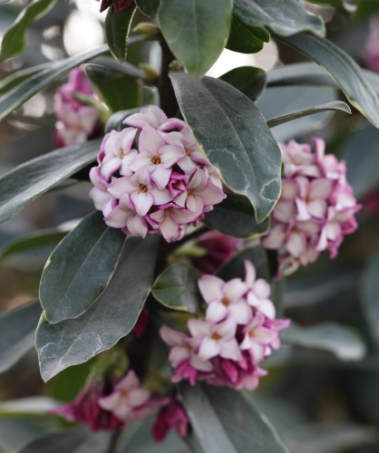 瑞香,是我国的传统名花,品种十分丰富,有白花瑞香,红花瑞香,紫花瑞香