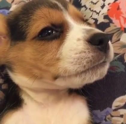 狗狗一脸委屈,两眼泪哗哗,伤心欲绝