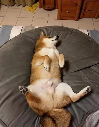 柴柴爱摆奇怪的姿势,能不能矜持一点