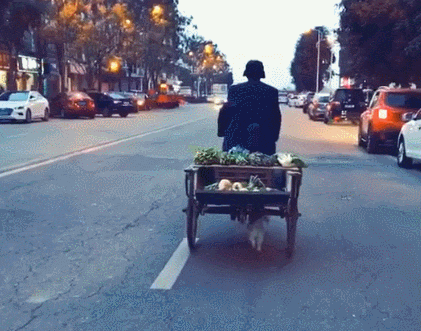 卖菜大爷收养的小田园犬, 狗狗每天跟在大爷的三轮车下, 不离不弃