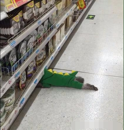 超市内出现了超级搞笑的一幕,乍一看还以为是个熊孩子钻地缝呢!