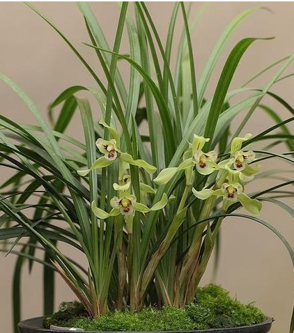 塑料泡沫块具有质轻,利水,透气,保暖,不压兰根(兰根可穿透塑料泡沫块)