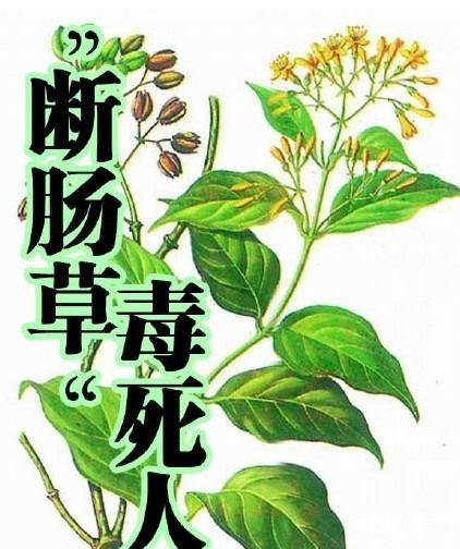 中国古代四大毒药