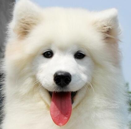 萨摩耶犬多少钱一只?怎么挑选纯种萨摩耶?