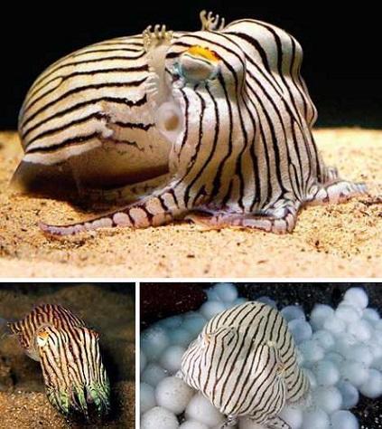 见过穿睡衣的鱿鱼吗? 揭秘世界上长相怪异的4种鱿鱼