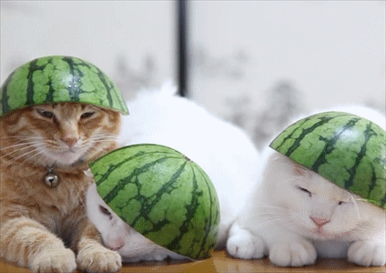 中间那只喵 你的西瓜帽子掉了|猫猫|帽子|西瓜_新浪新闻