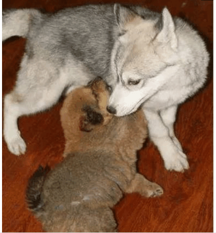 仗着个大欺负它, 结果心塞了|藏獒|哈士奇|仗着_新浪网