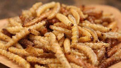 超越生存专家贝尔,"虫"居然可以变得如此美味