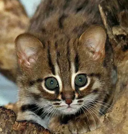 世界上最小的猫科动物-绣斑猫,简直萌一脸血