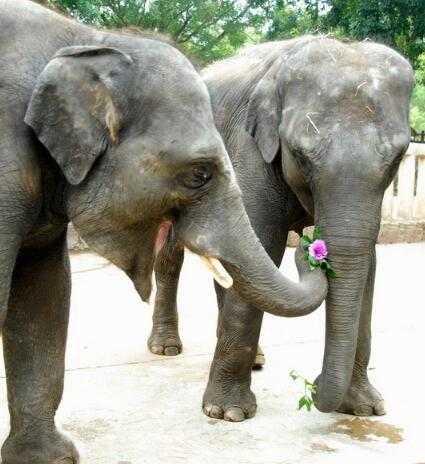 大象也会给心爱的母象送花,这表情也是没谁了!好有情调
