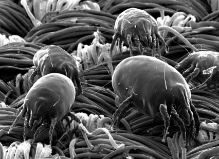 不等头发干透就睡觉,由于枕巾受潮发霉,温暖潮湿的环境更容易滋生细菌