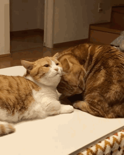 猫咪也有妹控,对于猫妹宠溺的眼神快要融化了