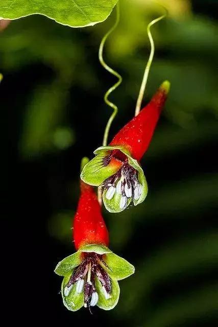 ▼芹菜也会开花?▼紫色绒球~▼太神奇了!