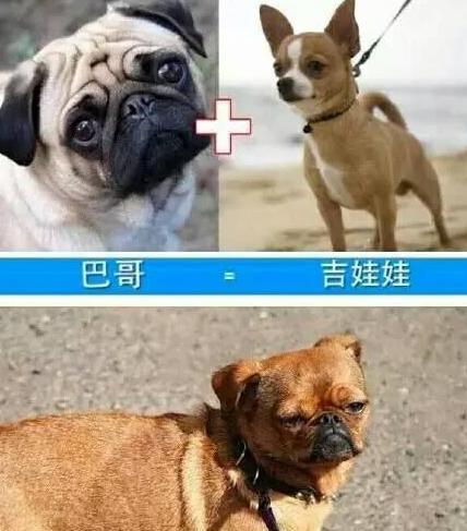 巴哥犬 吉娃娃
