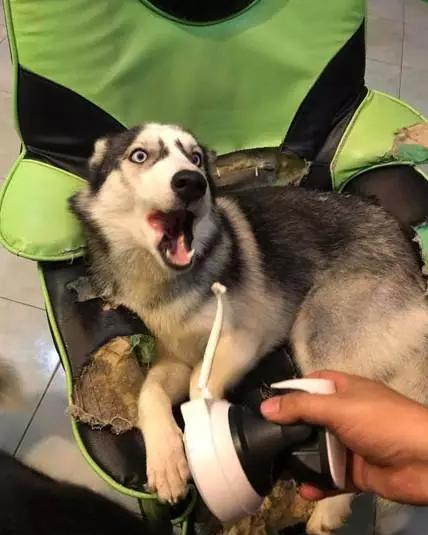 四只狗拆家还咬断了监控因为没有证据二哈表情很嚣张