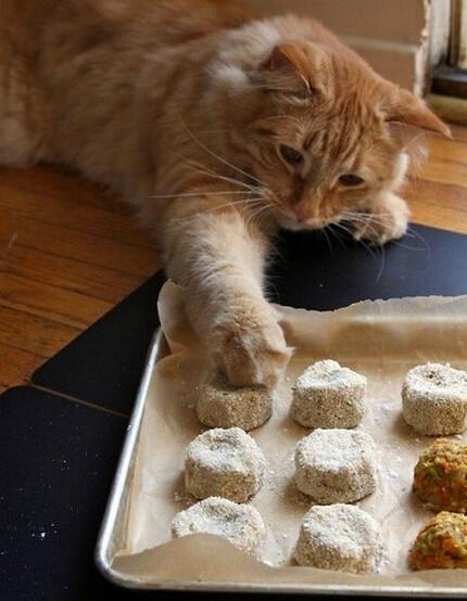 猫咪都喜欢偷吃,小胖爪子好可爱,网友:一看就是小馋猫!