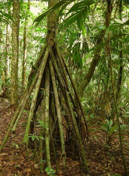 这种树竟然会"走路":"我要去追寻阳光和沃土"